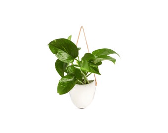 Pothos Devil's Ivy in 4.5" Hanging White Ceramic Planter Pot with Leather Strap