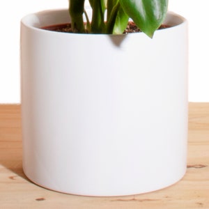 Monstera Deliciosa in White Cylinder Ceramic Planter image 3