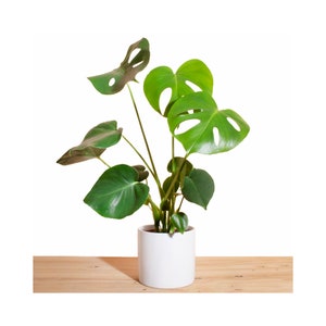 Monstera Deliciosa in White Cylinder Ceramic Planter image 1