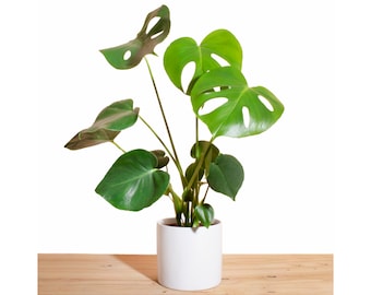 Monstera Deliciosa in White Cylinder Ceramic Planter