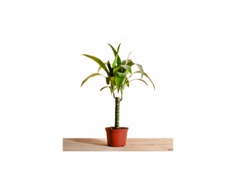 Dracaena Deremensis 'Janet Craig' House Plant in 6" Grow Pot