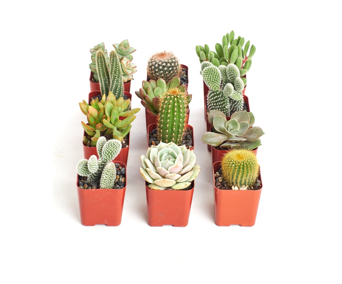 Cactus and Succulent Collection 2 Grow Pots Etsy