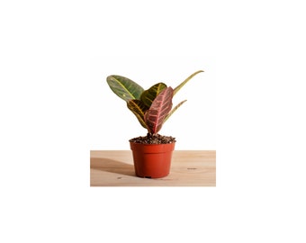 Croton Petra House Plant in 4" Grow Pot