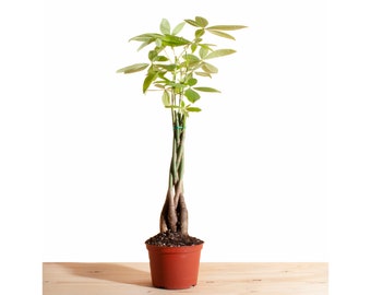 Money Tree' Pachira Aquatica Air Purifying House Plant in 6" Grow Pot, Hand Selected, Ideal for Home Décor or Holiday Events