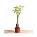 see more listings in the HOUSE PLANTS section