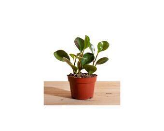 Peperomia Obtusifolia 'Rubber Plant' in 4" Grow Pot