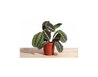 Maranta Red 'Prayer Plant' House Plant in 4" Grow Pot