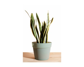 Sansevieria Laurentii 'Snake Plant' in 6" Mint Colored Pot