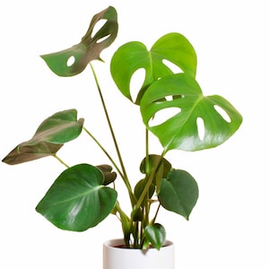 Monstera Deliciosa in White Cylinder Ceramic Planter image 2