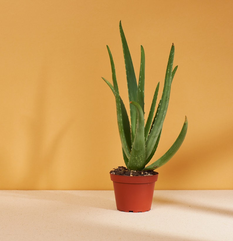 Aloe Vera Air Purifying Medicinal Aloe 4 Grow Pot Etsy