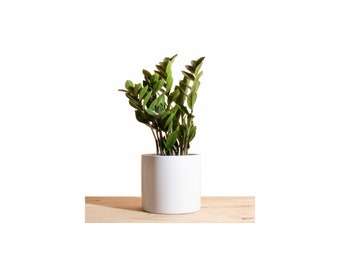 Zanzibar Gem 'ZZ Plant' in 6" Modern Ceramic White Planter Pot