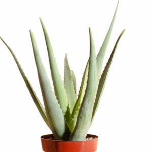 Aloe Vera Air Purifying House Plant in 6 Grow Pot, Hand Selected, Ideal for Home Décor or Gifts image 2