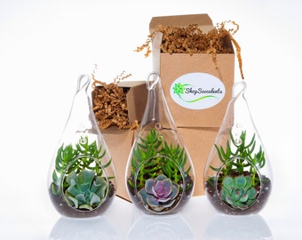 Decorative Glass Succulent Terrarium - terrarium kits, hanging terrarium, glass terrarium, hanging plants, hanging planter, succulent gifts