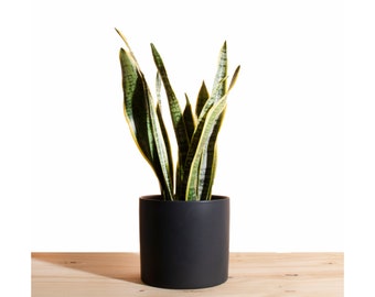 Sansevieria Laurentii 'Snake Plant' in Black Ceramic Cylinder Planter