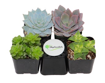 2" Assorted Succulent Plant Collection
