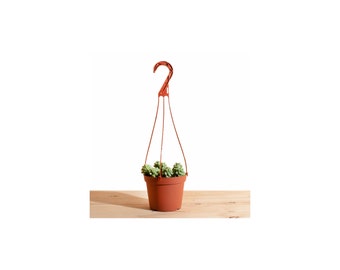 Burrito Sedum Hanging Succulent in 6" Grower Pot