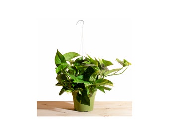 Pothos Devil's Ivy in 6" Grower Pot