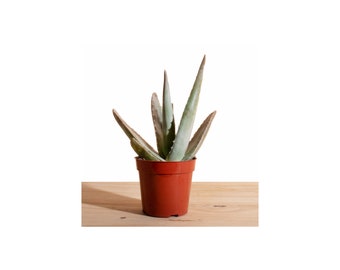 Aloe Vera Air Purifying Medicinal Aloe 4" Grow Pot