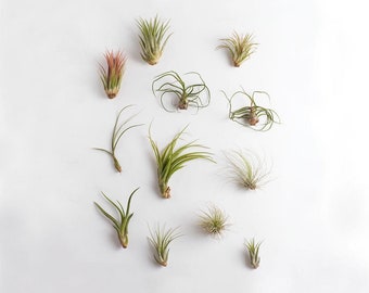 Air Plants Assorted Variety of Species, Tropical Houseplants for Home Décor and DIY Terrariums, 12 -Pack