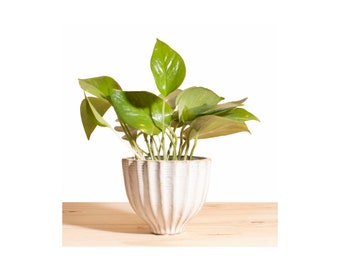 Pothos Devil's Ivy in Honeycomb Ceramic Acorn Planter Pot