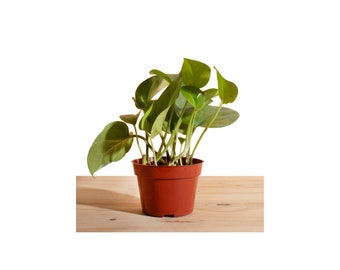 Pothos 'Devil's Ivy' House Plant in 4" Grow Pot