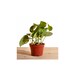 see more listings in the HOUSE PLANTS section