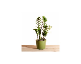 Zanzibar Gem 'ZZ Plant' House Plant in 6" Grow Pot