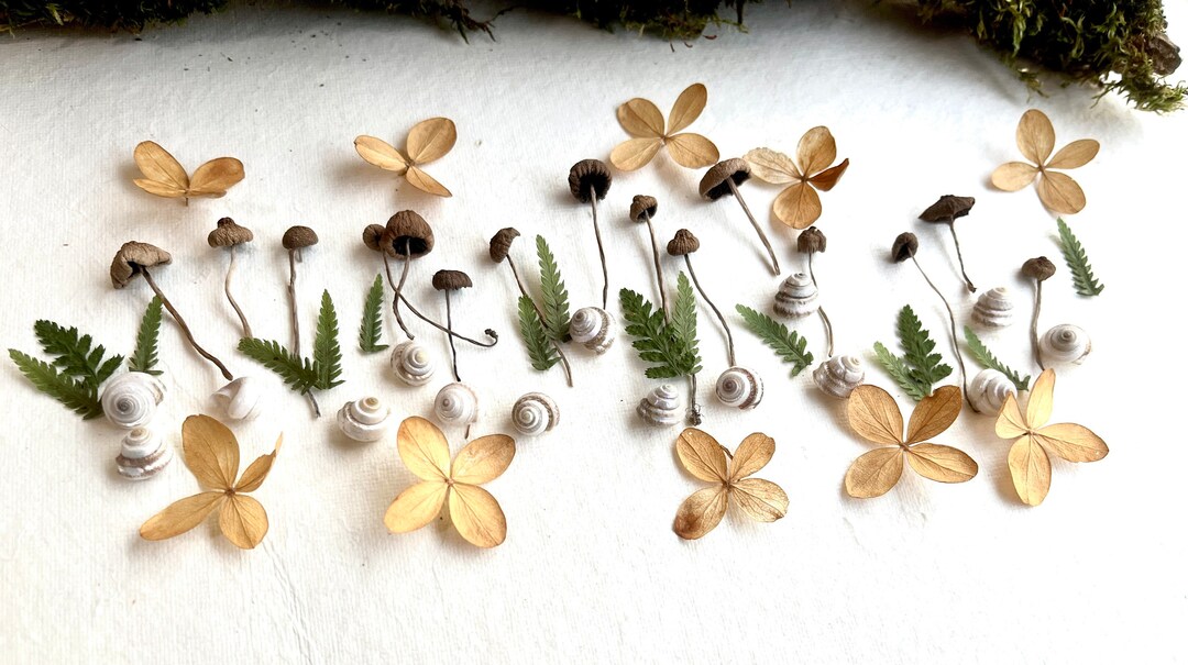 Black Small Tiny Mushrooms Mushrooms for Resin 60 Pcs Dried Fungus