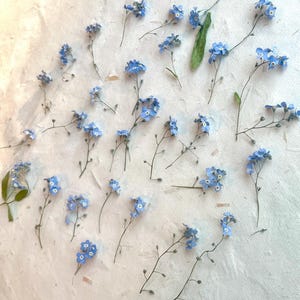 May include: An overhead shot displays delicate blue forget-me-not flowers scattered on a textured, off-white surface. The tiny, five-petaled blooms are a vibrant blue, with yellow centers. The slender stems and small green leaves add contrast.