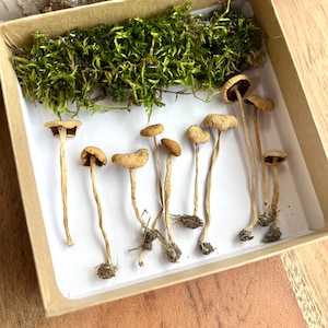 May include: A collection of small, brown mushrooms with white stems arranged in a white box lined with green moss.