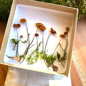 May include: A collection of dried mushrooms and green moss arranged inside a rectangular, open cardboard box. The mushrooms have brown caps and slender stems. The moss adds a touch of green, creating a natural, earthy aesthetic.
