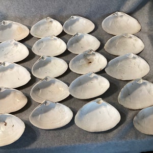 May include: A collection of 18 white clam shells arranged in a grid pattern on a gray surface.