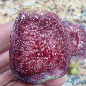 Ponte Tresa Fig Tree - 2 Cuttings - Delicious Swiss Fig with Beautiful Coloring