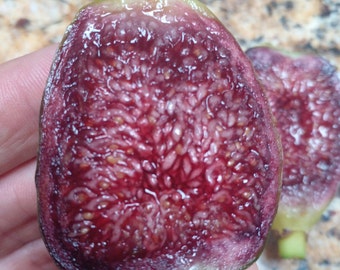 Ponte Tresa Fig Tree - 2 Cuttings - Delicious Swiss Fig with Beautiful Coloring