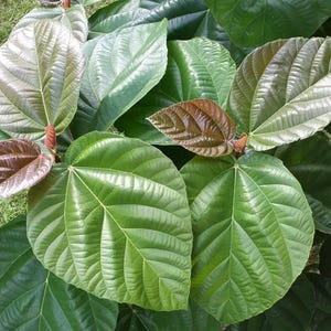 May include: Close-up of lush green leaves with prominent veins. Some leaves are a deep green, while others have a reddish-brown hue. The leaves are large and have a glossy texture, creating a vibrant and natural display.