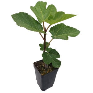 Live Fig Tree: Top-Tier Varieties - Easy to Grow