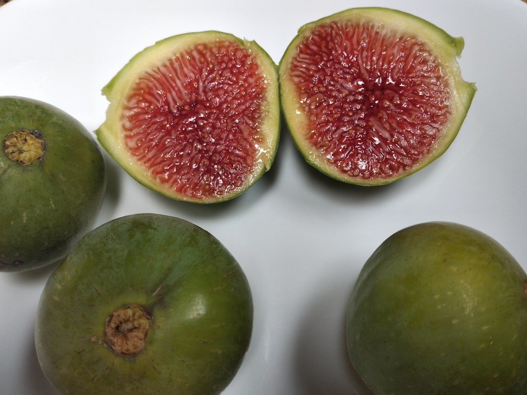 Corky's Honey Delight Fig 2 Cuttings Jammy Honey Berry Etsy