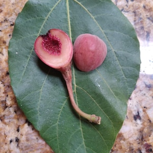 Sycamore Fig Tree Cuttings - Shikma Balami - Rare Biblical Fruit - 3 Cuttings