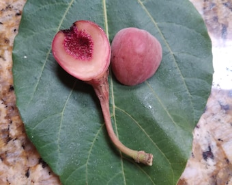 Sycamore Fig Tree Cuttings - Shikma Balami - Rare Biblical Fruit - 3 Cuttings