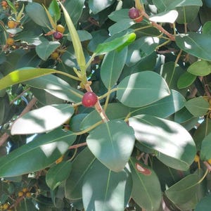 May include: Close-up of a green leafy plant with small red and yellow fruits. The plant has many leaves and the fruits are clustered together.
