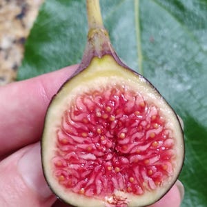 May include: A halved fig, showcasing the vibrant red interior dotted with tiny seeds. The outer skin is a deep purple, transitioning to a pale yellow near the stem. A green leaf provides a natural backdrop.
