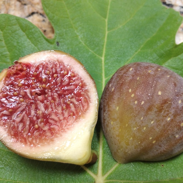 Bursa Siyahi Turkish Fig Tree Variety - 2 Cuttings - Vigorous Grower and Tasty Figs