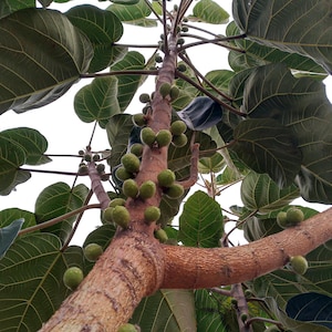 May include: Low-angle shot of a tree with large, green leaves and brown branches. Small, green, round fruits are clustered along the branches. The leaves have prominent veins, and the sky is visible in the background.