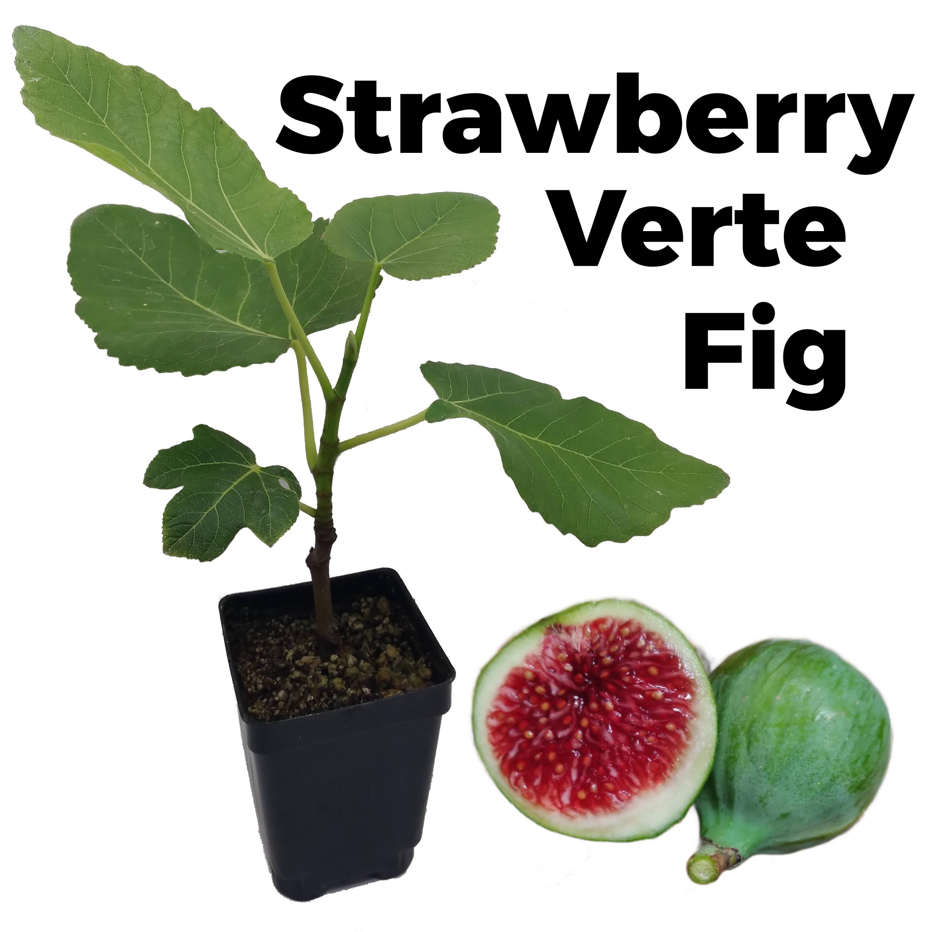 Strawberry Verte Fig Tree in a 3.3-inch Pot - Top Tier Fig Variety - Delicious Green Figs with Sweet Berry Flavor
