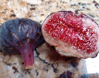 Cherry Cordial Fig Tree - 2 Cuttings - Sweet Tangy Berry Flavor Figs