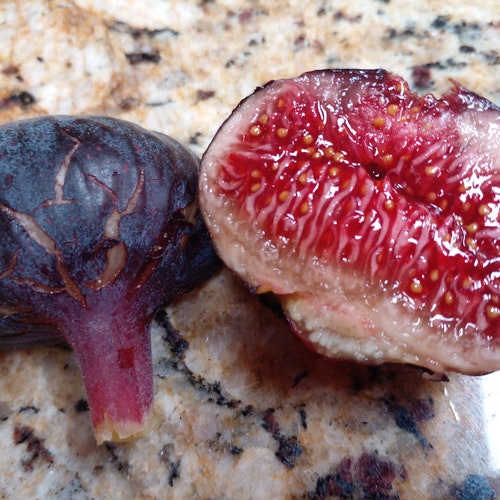 Cherry Cordial Fig Tree 2 Cuttings Sweet Tangy Berry Etsy