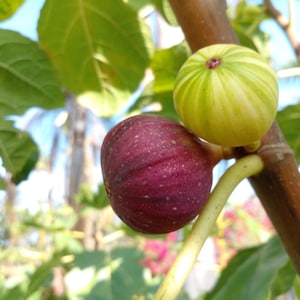 Fresh Fig Tree Cuttings - Select Variety - Many Top Tier Varieties to Choose From