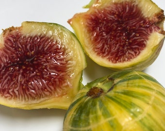 Fig Seeds: Select Variety, Easy to Grow - 50 Seeds