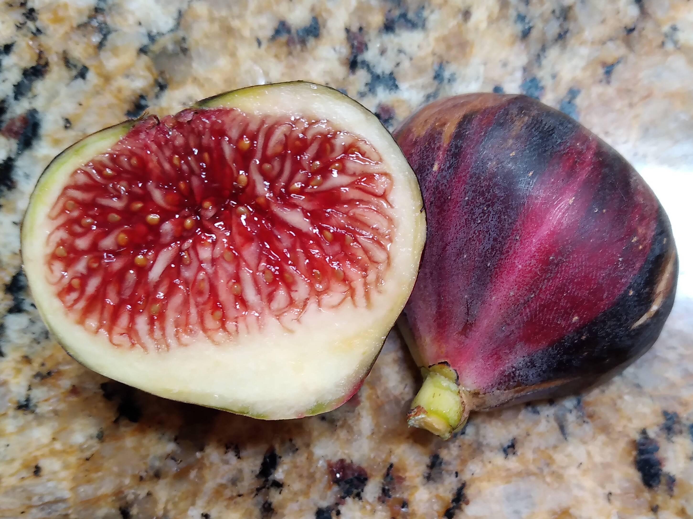 Fig Tree Cutting - Top Tier Varieties - Easy to Root