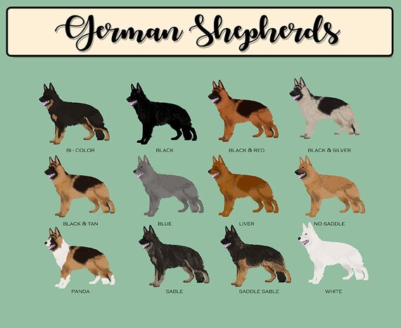 German Shepherd Colors Chart